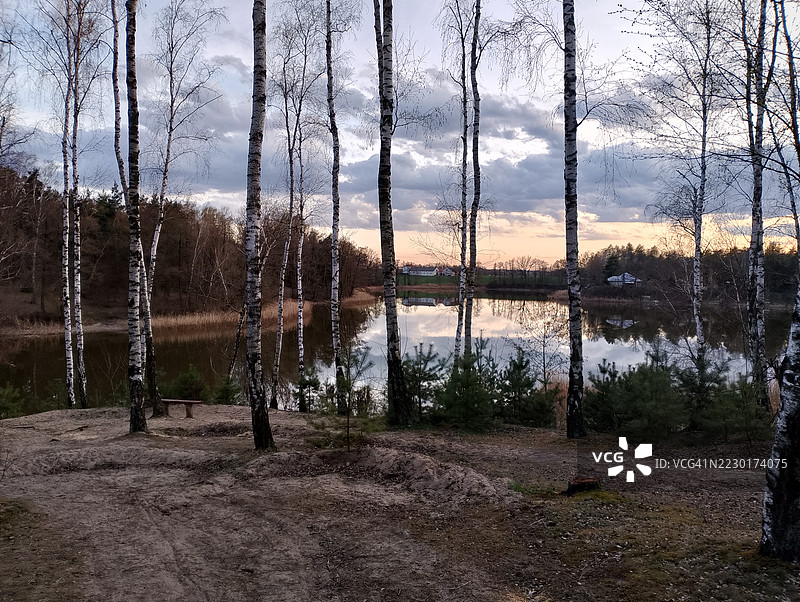 宁静的湖泊上空的宁静日落，四周环绕着白桦树图片素材