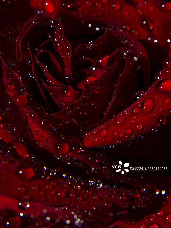 红玫瑰特写，带有水珠图片素材