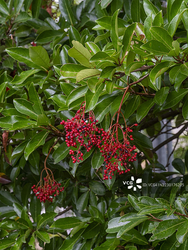 香雪球：常绿灌木，秋季结 berries图片素材
