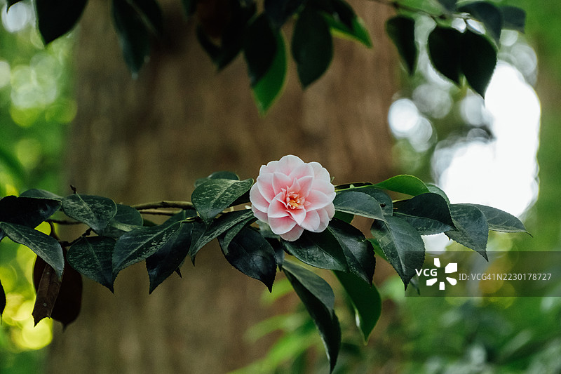粉色山茶花特写，周围环绕着绿色叶子，背景为林地环境图片素材