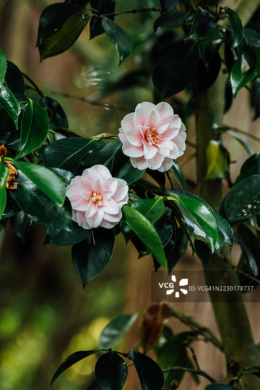 森林中绿叶树上的粉色山茶花特写图片素材