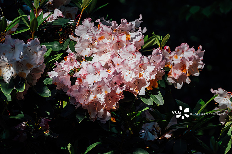 阳光照耀下美丽的粉色杜鹃花簇图片素材