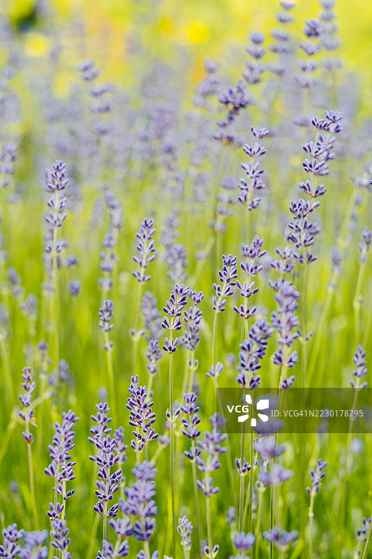 生机勃勃的自然环境中，紫色薰衣草花田与绿色茎秆相映成趣图片素材