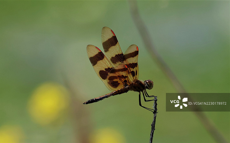 万圣节旗龙蜻蜓栖息在树枝上图片素材