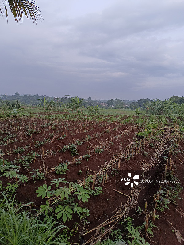 郁郁葱葱的农田在多云的天空下图片素材