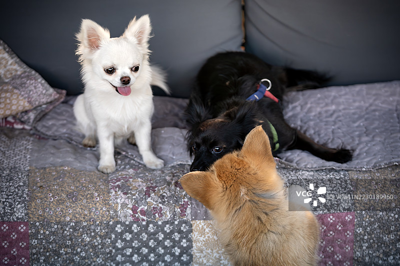 三只狗：一只白色的吉娃娃、一只黑色的杂种狗和一只柯基小狗在屋里玩耍。图片素材