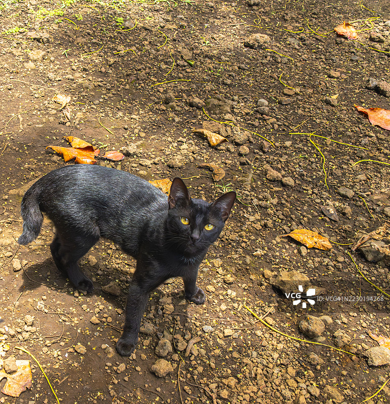 2025年7月6日 短尾野猫 - 毛伊岛怀阿纳帕纳帕州立公园 003图片素材