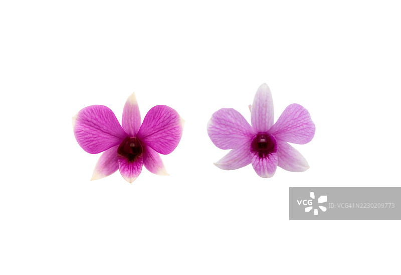 两朵花并排展示，一朵是粉色的，另一朵是白色的。图片素材