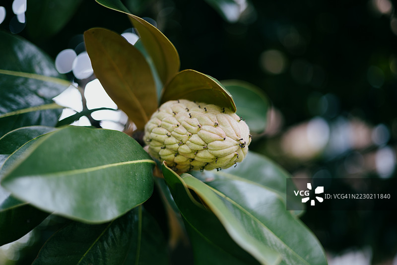 南方木兰的叶子和种荚图片素材