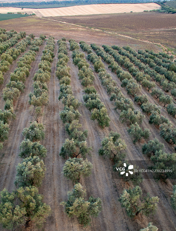 西班牙安达卢西亚省塞维利亚的橄榄树林鸟瞰图图片素材
