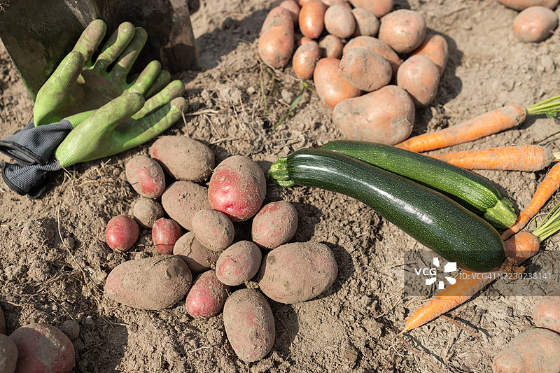 新鲜采摘的土豆、胡萝卜和西葫芦在土壤上图片素材