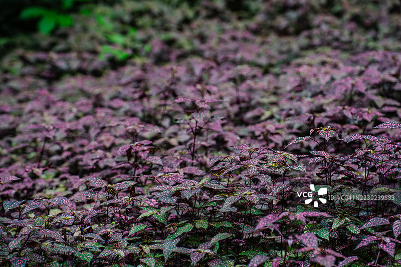 一片生机勃勃的紫色植被覆盖了森林地面，展示出丰富的观赏性叶子，带有自然的图案和纹理。图片素材