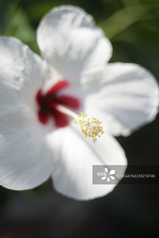 白色花朵图片素材