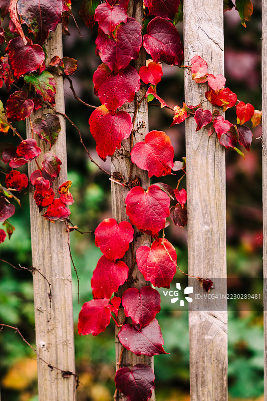 秋季环境中覆盖着红色藤蔓的乡村木栅栏图片素材