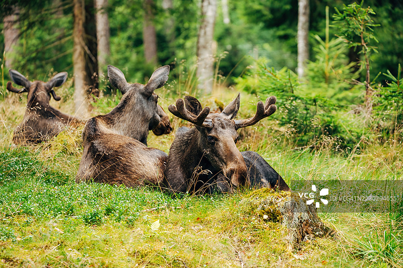 雄伟的驼鹿在森林中 – 自然栖息地的野生动物摄影图片素材