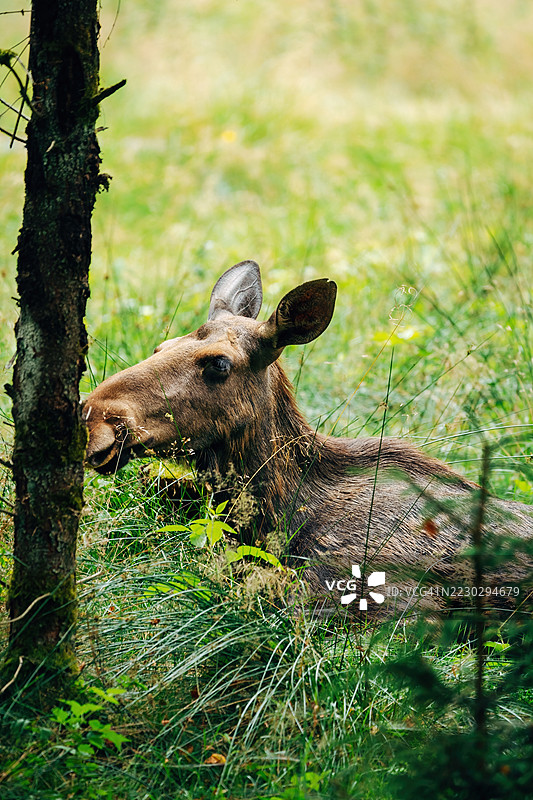 雄伟的驼鹿在森林中 – 自然栖息地的野生动物摄影图片素材