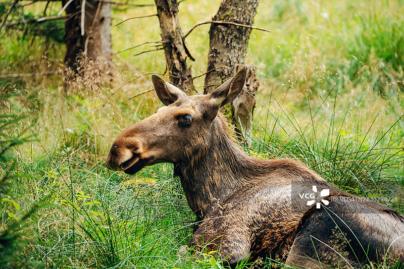 雄伟的驼鹿在森林中 – 自然栖息地的野生动物摄影图片素材