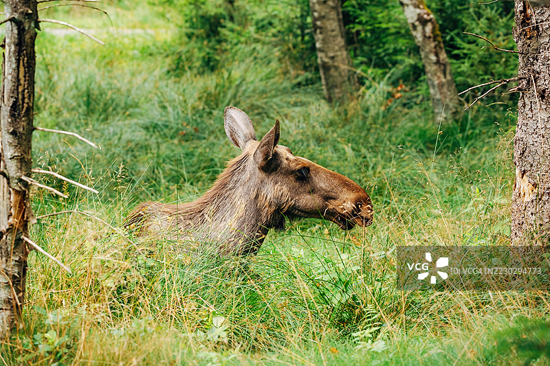 雄伟的驼鹿在森林中 – 自然栖息地的野生动物摄影图片素材