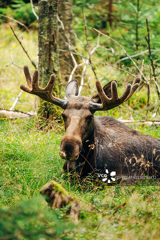 雄伟的驼鹿在森林中 – 自然栖息地的野生动物摄影图片素材