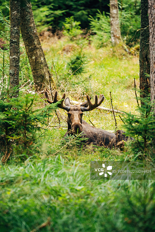 雄伟的驼鹿在森林中 – 自然栖息地的野生动物摄影图片素材