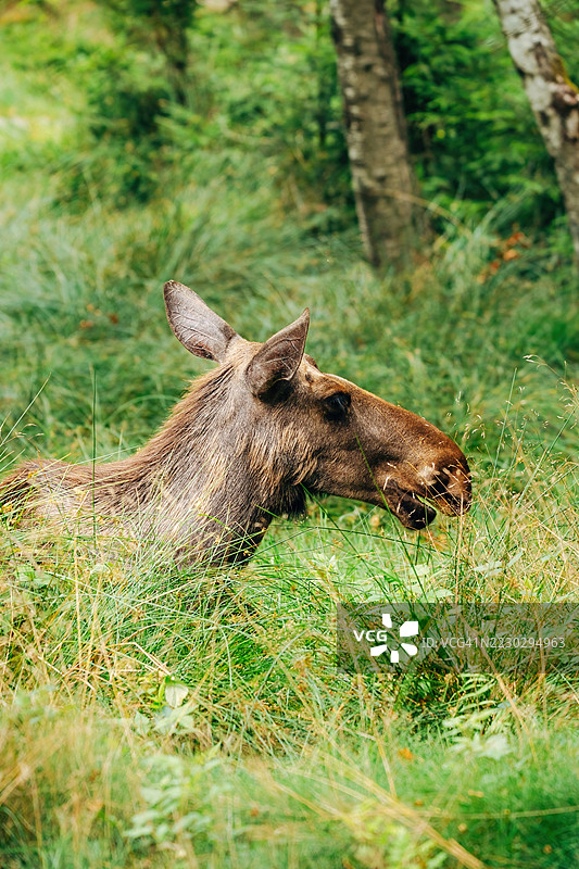 雄伟的驼鹿在森林中 – 自然栖息地的野生动物摄影图片素材