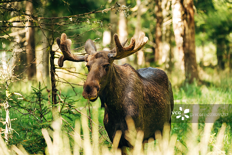 雄伟的驼鹿在森林中 – 自然栖息地的野生动物摄影图片素材