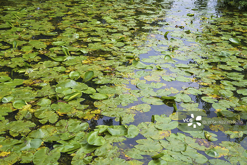 埃姆斯河上的黄睡莲（Nuphar lutea），位于德国北莱茵-威斯特法伦州的雷达-维登布吕克图片素材