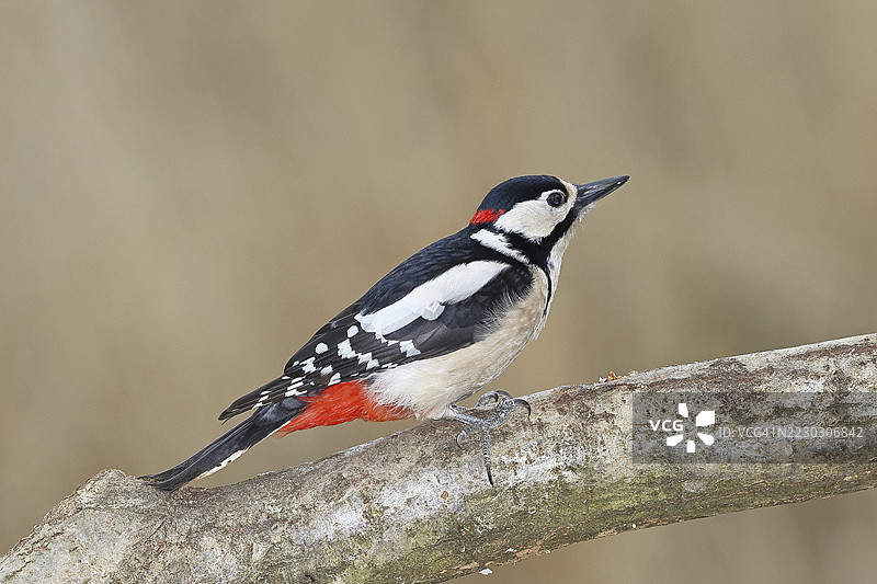 大斑啄木鸟（Dendrocopos major），雄性，栖息在树枝上，德国北莱茵-威斯特法伦州威尔斯多夫图片素材