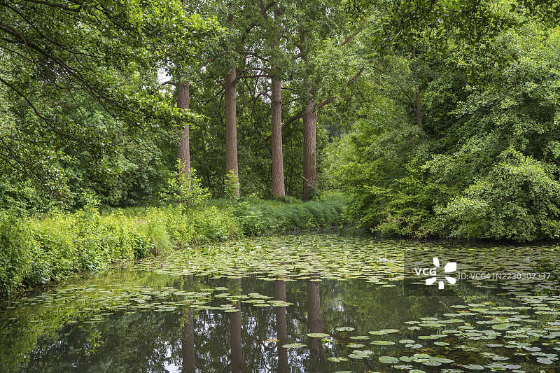 河姆河上的黄睡莲（Nuphar lutea），岸边的树木，德国北莱茵-威斯特法伦州，雷达-维登布吕克图片素材