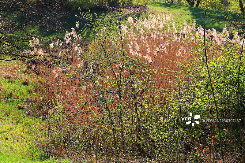秋季植被在金色日落中闪耀图片素材