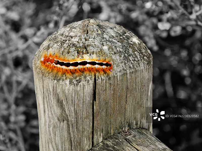 一只火焰毛虫在木栅栏上。图片素材