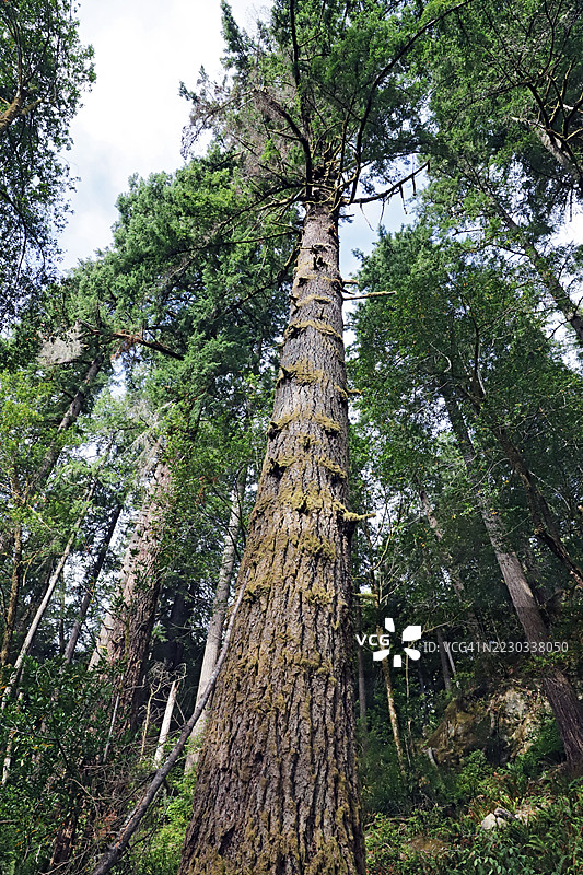 道格拉斯冷杉树图片素材