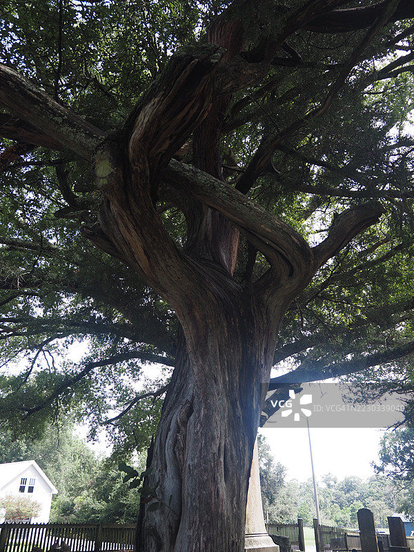 柏树拥抱图片素材