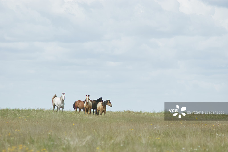 萨斯喀彻温省草原牧场上的马在吃草图片素材