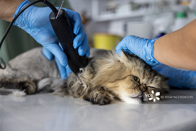 在兽医诊所给猫咪梳理毛发图片素材