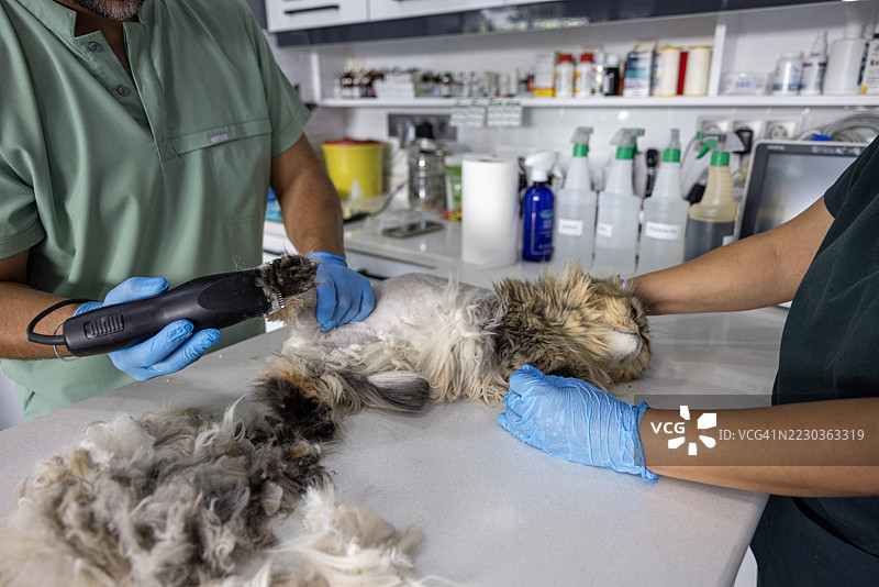 在兽医诊所给猫咪梳理毛发图片素材
