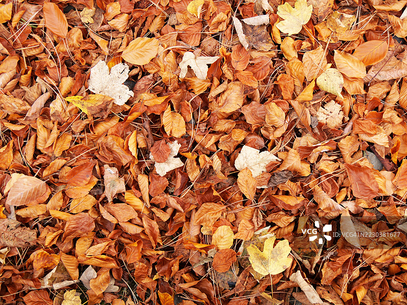 枯黄的树叶覆盖地面，阳光洒下，色彩自然。法国上萨瓦省，埃维昂莱班。图片素材