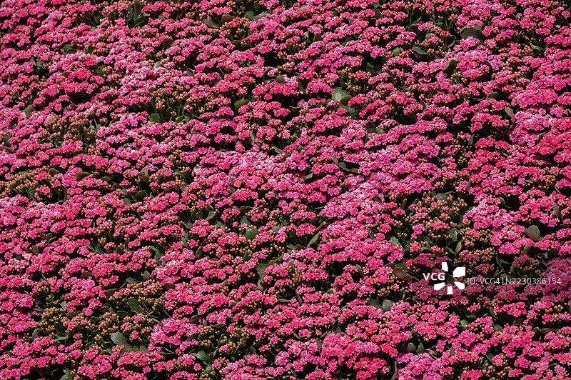 全景拍摄的红色和粉色花朵盛开的伽蓝菜。伽蓝菜是一种多肉植物，常因其小巧而色彩斑斓的花朵而受到喜爱。图片素材