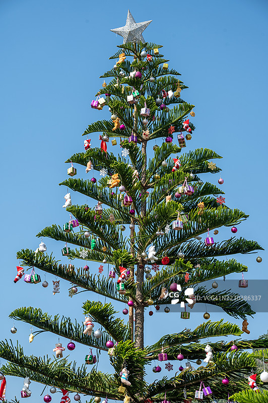 装饰成圣诞树的南洋杉树与蓝天相映。图片素材