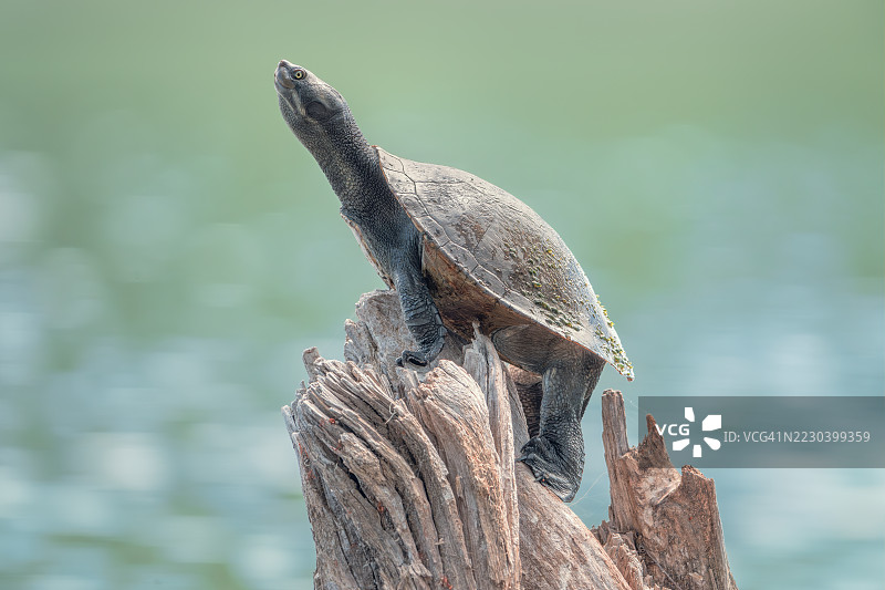 一只野生的克雷夫特河龟（Emydura macquarii krefftii）在阳光下的木桩上晒太阳，背景是水面，澳大利亚图片素材