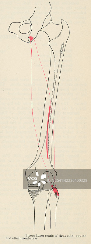 老式雕刻插图，展示人手的肌肉——肱二头肌，位于上臂前部，肩膀与肘部之间的一个大肌肉。图片素材
