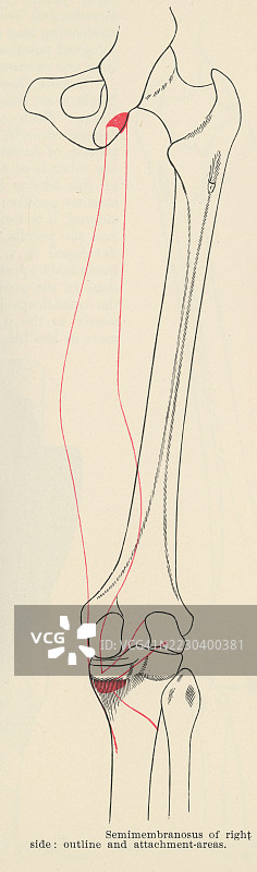 老式雕刻插图，显示半膜肌，这是大腿三条腿筋肌肉中最内侧的一条。图片素材