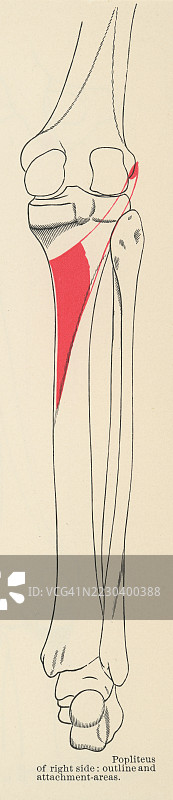 腿部腘绳肌的古老雕刻插图，用于行走时解锁膝盖。图片素材
