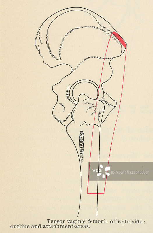 旧版雕刻插图，显示阔筋膜张肌（tensor fasciae latae），或称为股筋膜张肌（tensor fasciæ latæ） - 大腿的一块肌肉图片素材