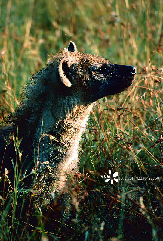 侦察者鬣狗图片素材