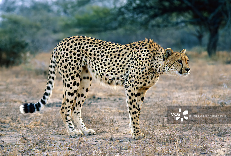 猎豹潜行图片素材