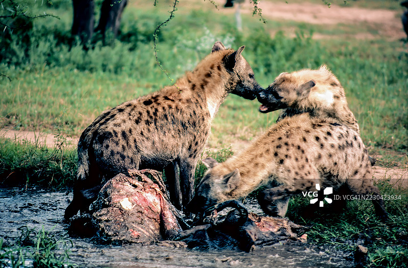 土狼在觅食图片素材