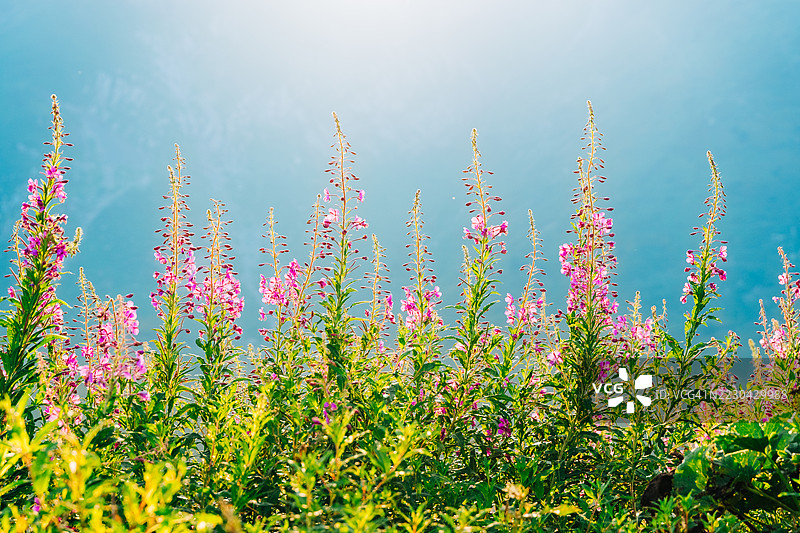 日出时分，山地风景中的盛开火绒草花朵图片素材