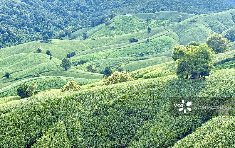 山区玉米种植的风景。图片素材