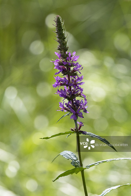 紫花鸢尾图片素材